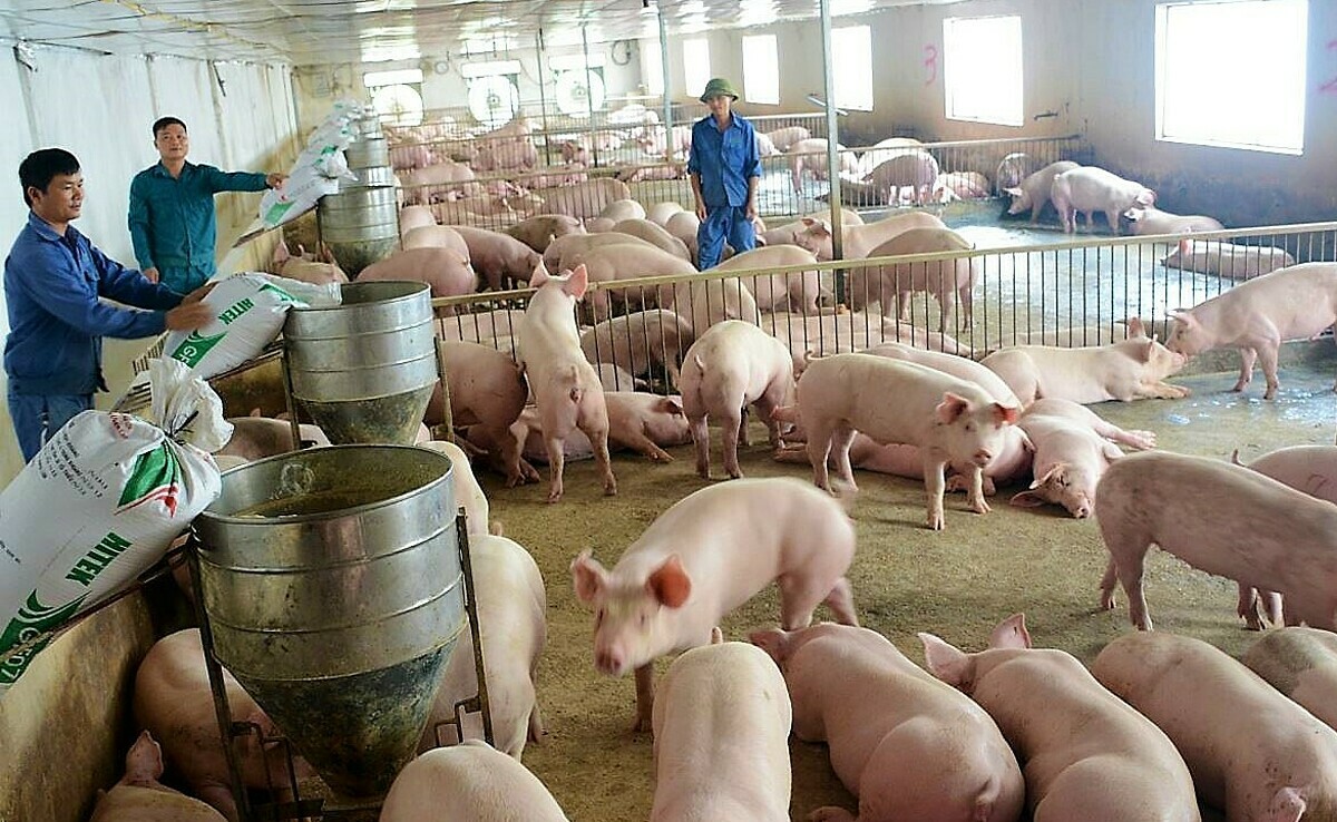 Giá lợn hơi tiếp tục giảm